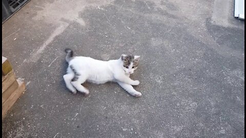 Cats like to play while grooming. cute action(59day old cat - part1)