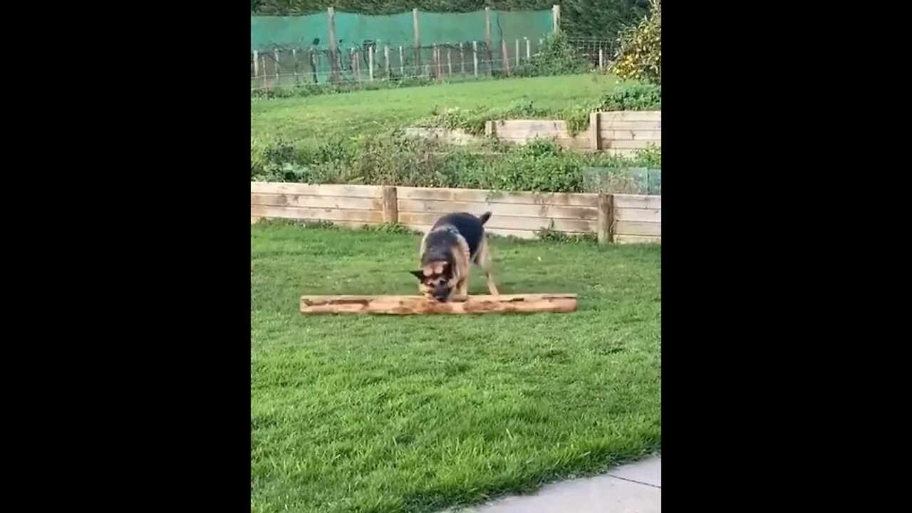 Valuable Stick 😉#Shorts #ytshorts #UbertainmentFun #Dogs #Animals #Fun