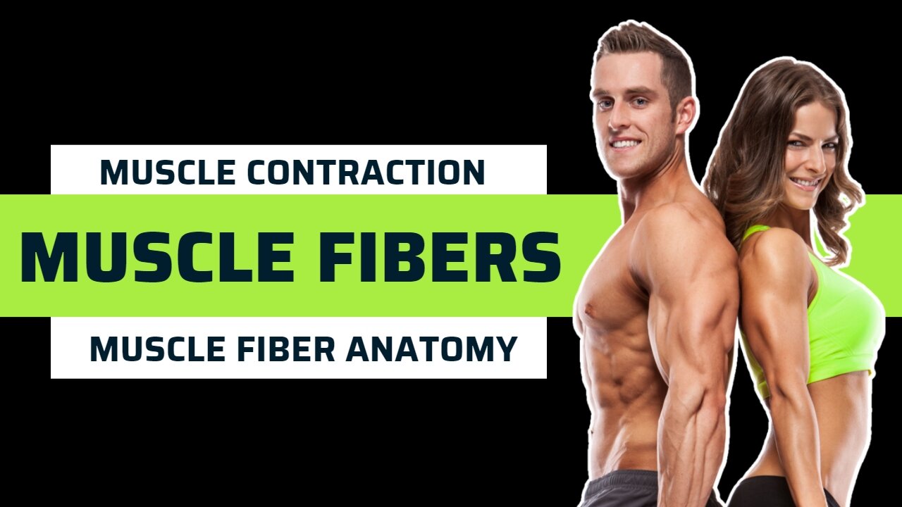 Muscle Fibers - muscle fibers explained - muscle contraction and muscle fiber anatomy