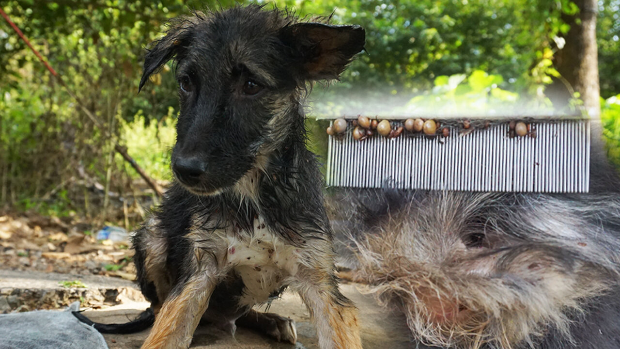 Removed rundred ticks by comb, rescue poor puppy