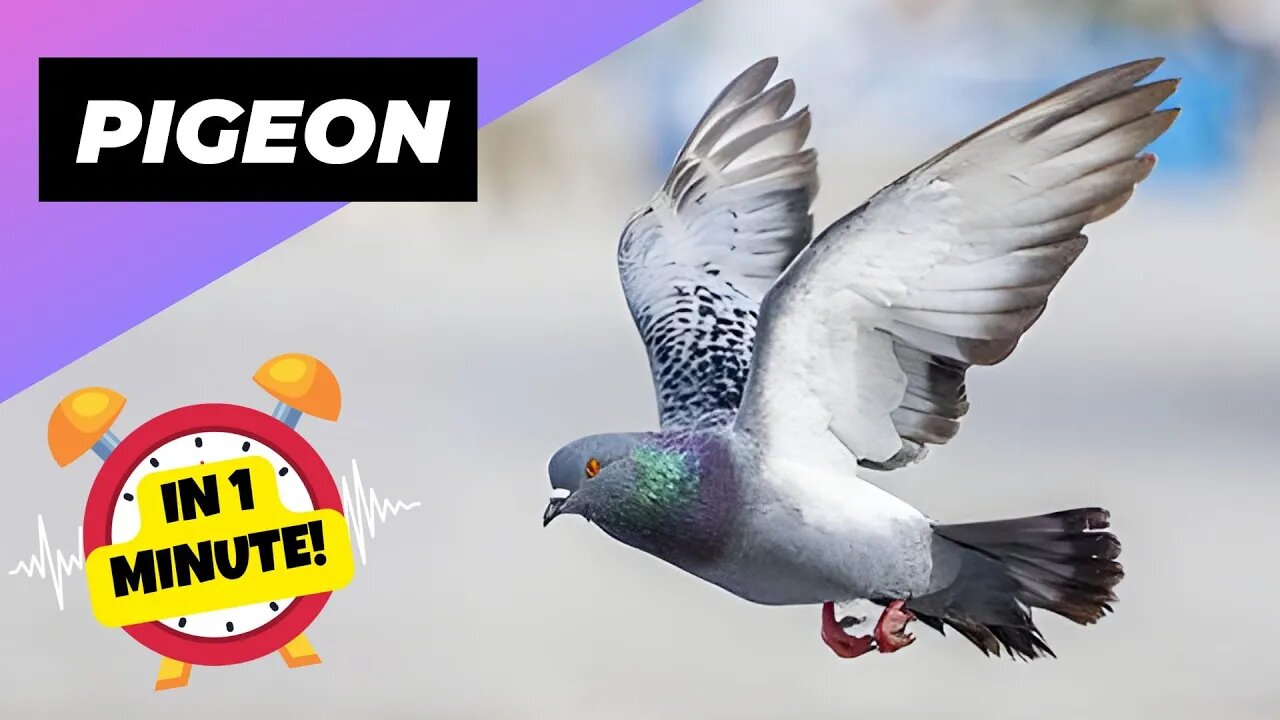 Pigeon - In 1 Minute! 🕊 One Of The Most Intelligent Animals In The World | 1 Minute Animals