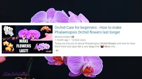 Orchid Care for Beginners