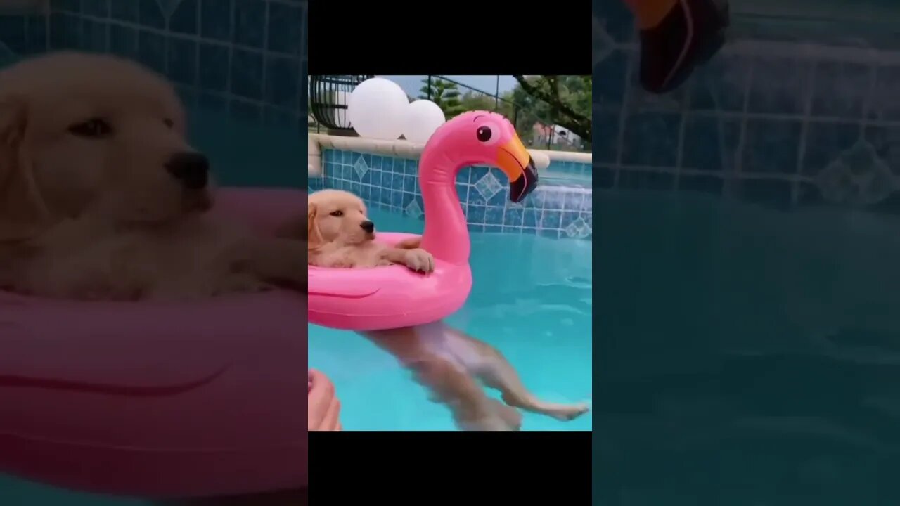 #shortscatsvideos #shorts cats videos #shortspetsvideos #shortspetsvideos #shortsanimalsvideos
