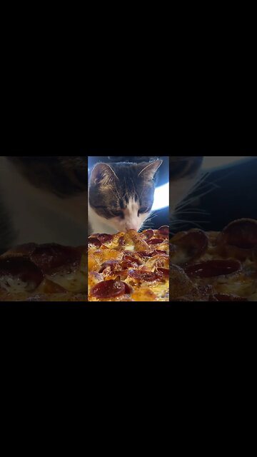 Cat keeps trying to Eat Mukbangers Pizza !