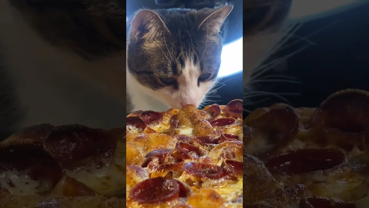 Cat keeps trying to Eat Mukbangers Pizza !