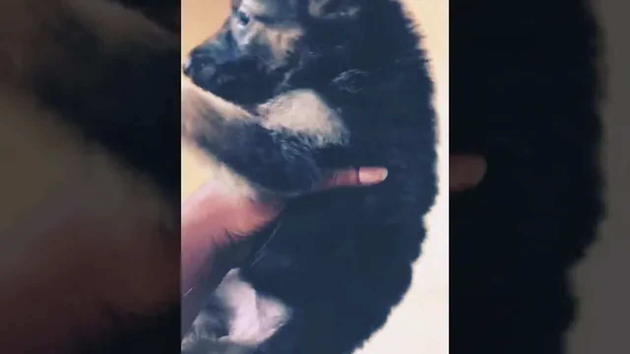 cute flying puppy #shorts