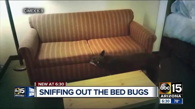 Dog companies stepping up to sniff out bed bugs around the Valley