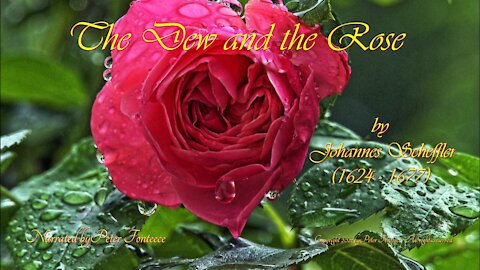 The Dew and the Rose
