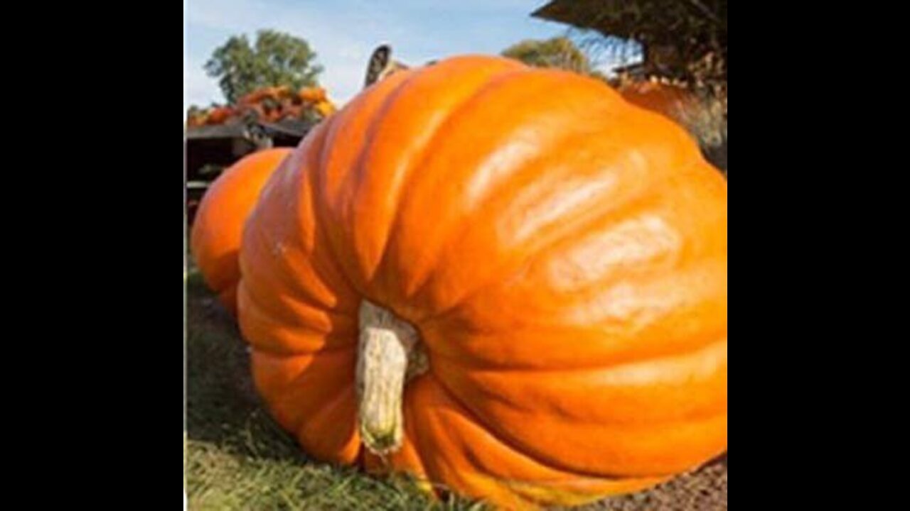 The World's Largest Fruits... MUST WATCH!!!