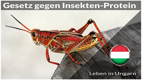 Gesetz gegen Insekten Protein - Leben in Ungarn