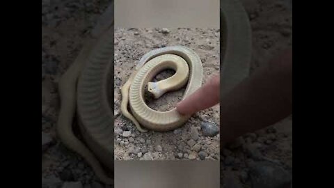 Playing with a Hognose Snake