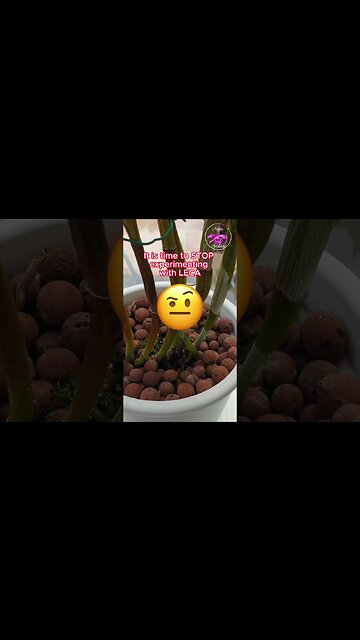 Orchid SET BACK 🩺Diagnosis🧑🏼‍⚕️ WRONG CULTURE & Result 4 YEARS LATER #ninjaorchids #shorts