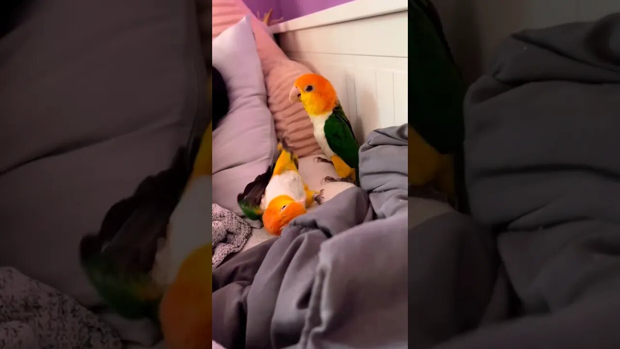 Cute caique parrot fight l #shorts l @BikisAviary