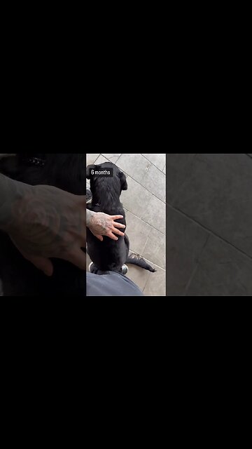 My 6 month Rottweiler #rottweiler