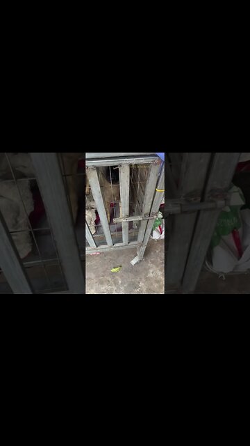 Rescue the locked goat dog #dog #shorts #vlog #rescue