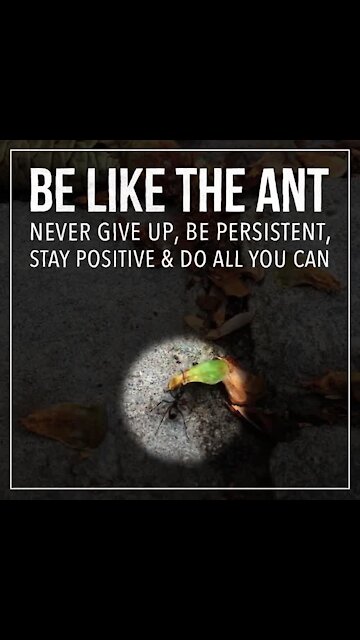 Be like the ant [GMG Originals]
