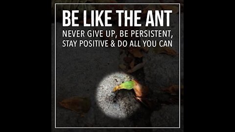 Be like the ant [GMG Originals]