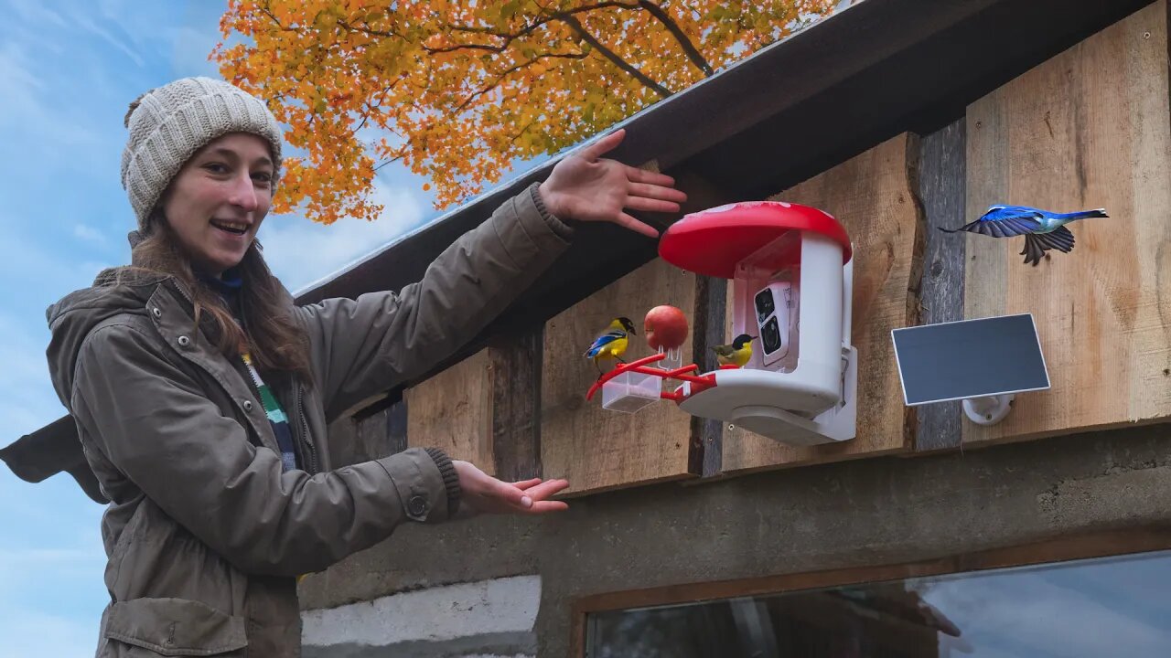 Feeding Wild Birds with Camera Feeders