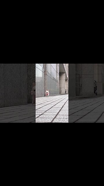 "You Won't Believe What This Puppy Does Next!"