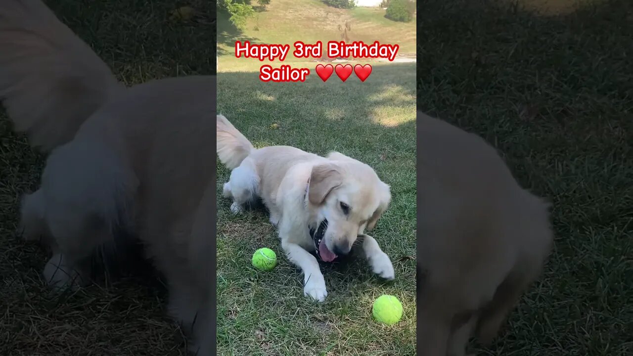 Smooth Sailing into Year Three: Sailor's Birthday Celebration #goldenretriever #prepperboss #shorts