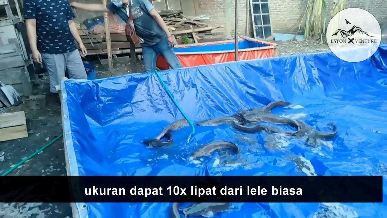 Cara mudah Ternak Lele