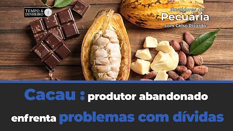 Cacau : produtor abandonado enfrenta problemas com dívidas diante da atividade no Brasil