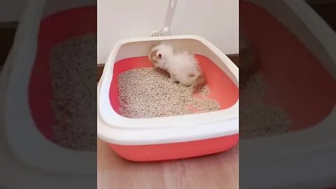 PLAYING CAT VIDEO MEAWWW