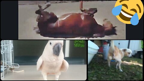 Animals Farting. That's very funny. compilation.