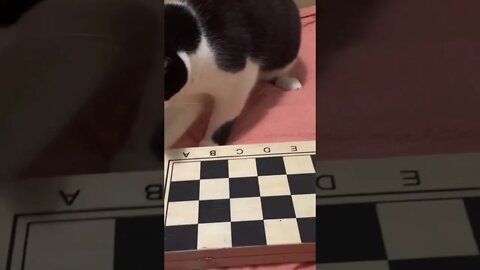 The Right Way to Play Checkers