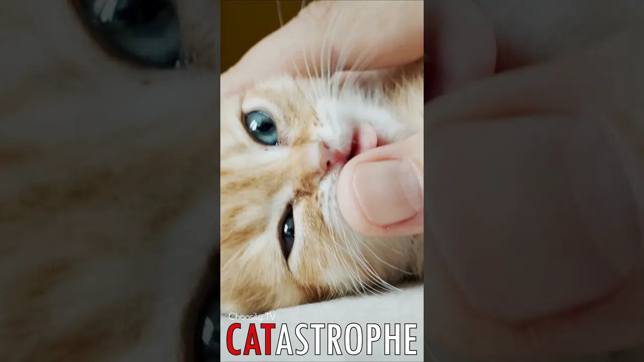 😼 #CATASTROPHE - Biting and Licking: A Kitten's Language of Love 🐈