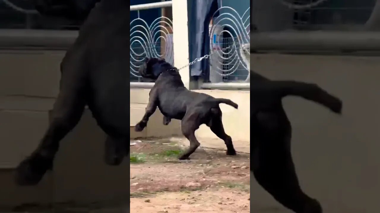 Angry Cane Corso Dog barking||dog sound #dogbarking #shorts #trending #canecorso #dog #doglover