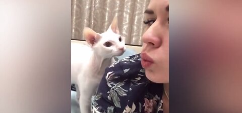 Funny Animals Video #funny #cats #dogs #animal #funnyvideos