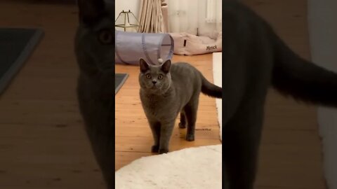 Mimicko Kitten is confused