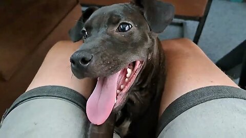 Growing up fast! BSL Chimaera Patterdale Terriers changing teeth puppy to adult fell dogs fangs