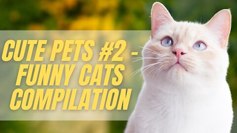 Cute Pets #2 - Funny Cats compilation