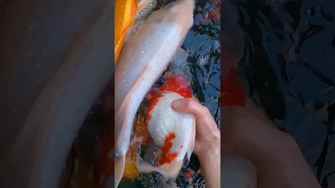 Koi fish rescue from leaking pond (full video linked in comments) #shorts