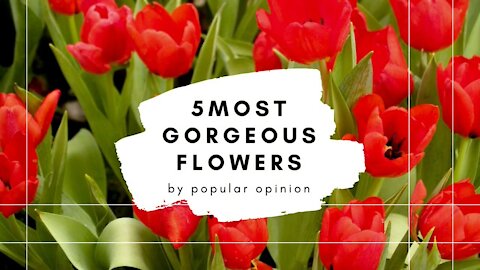 5 Most Gorgeous Flowers