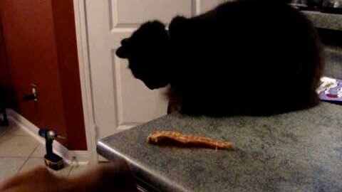 Cat Feeds Dog Chicken Treats - The Saga of Charlie & Prada
