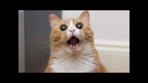 The Best Funny Cats Completion 2021