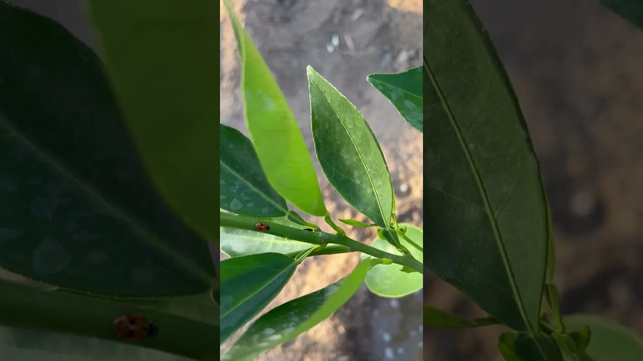 Lady bird protection