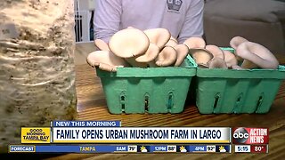 Twin sisters start gourmet mushroom farm in their Largo home