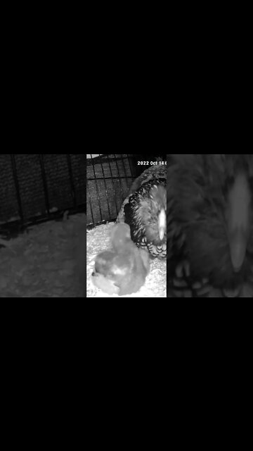 Checking on Chicks abandoned by mother are put in with another hen and her chicks