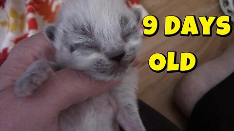 Misha's Kittens Are 9 Days Old! 😻