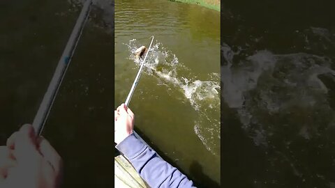 Adrenaline Rush!!! | Fishing Tip in Comments! #kayakfishing #bassfishing #shorts