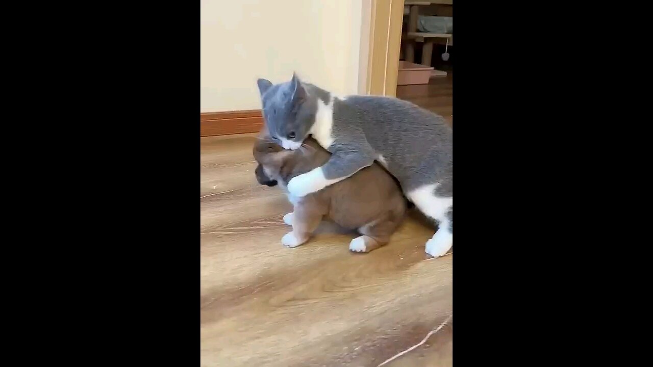 cat_and_puppy_funny_fight🤣🤣🙀😻