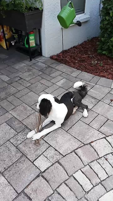 Luna the Sheepadoodle sporting her new haircut.