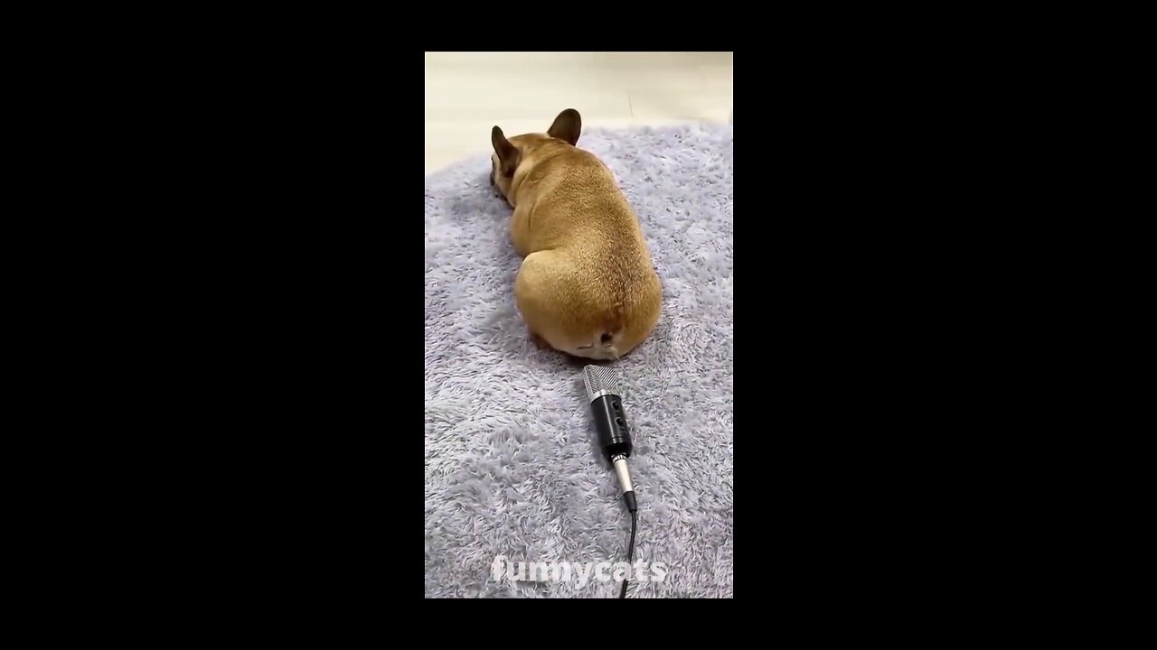 Cutest baby animals Videos Compilation Cute moment of the Animals - Cutest Animals #4