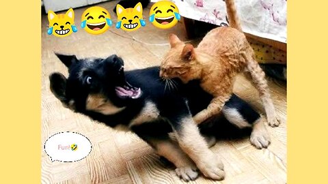 New Funny Animals Videos 😂 😂 Funniest Cats and Dogs😹🐶