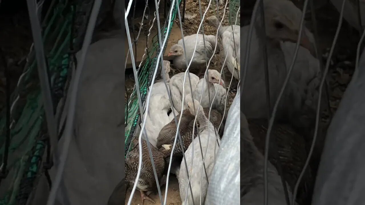 Guinea fowl keets first day free ranging