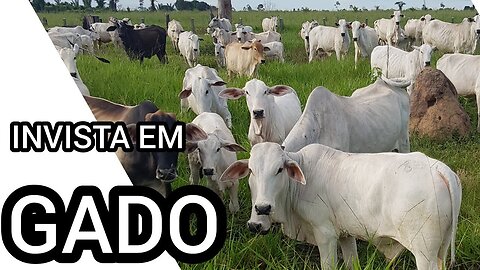 Todos somos gados, em algum nível!